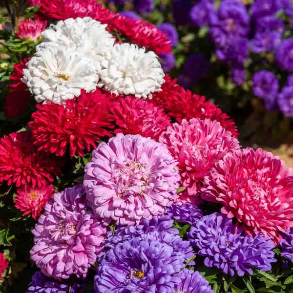 Fleurs - Reine-Marguerite Naine Déesse Variée - face recto